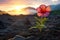 a hibiscus flower growing in the desert