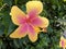 Hibiscus Flower hiding gecko head