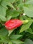 Hibiscus flower in Himalayan forest