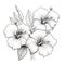 Hibiscus Flower Illustration: Black And White Juxtaposition Of Hard And Soft Lines