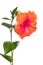 Hibiscus flower isolated