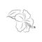 Hibiscus flower, large bud drawn with lines. Isolated bud on a branch. For invitations