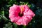 Hibiscus flower macro , blooming pink hibiscus