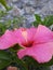 Hibiscus flower is one of the flowers that is usually made in science learning or research