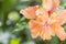 Hibiscus flower or Orange flower, China rose, Chinese hibiscus, Hawaiian hibiscus, shoe flower