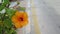 Hibiscus flower on pavement in quiet Andalusian village