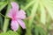 Hibiscus flower or Pink flower, China rose, Chinese hibiscus, Hawaiian hibiscus, shoe flower