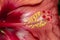 Hibiscus flower pistil and stigma with water drops - flower pistil extreme close up -red flower pistil macro photo