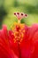 Hibiscus flower red macro stamen pistil single center tropical