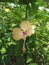 Hibiscus flower is a shrub of the Malvaceae tribe originating from East Asia, which is an ornamental plant in the tropics.