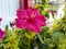 Hibiscus Flower in small Garden in Nerja on the Costa del Sol in Spain