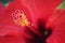 Hibiscus flower, stamen and pistil.