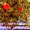 hibiscus flower on tree hawaii