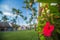 Hibiscus Flower in the tropical garden. Shallow DOF