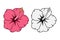 Hibiscus flower. Tropical Hawaiian flower set. Vector.