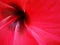 Hibiscus flower, very exotic ornamental plant, usually associated with the Hawaiian islands