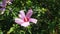 Hibiscus flowers