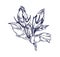 Hibiscus flowers. Botanical vintage drawing of floral plant, unblown buds. Detailed outlined engraved blooms with leaf