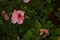 Hibiscus flowers are filled and decorated with rain water drops. Garden in front of house is always worth developing