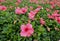 Hibiscus flowers in hawaii