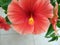 hibiscus flowerâ€‹ pollen macro botanical