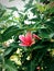 Hibiscus Fragilis
