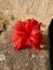Hibiscus fragilis flower