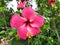 Hibiscus fragilis mandrinette thailand flower red beatifull