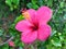 Hibiscus fragilis mandrinette thailand flower red beatifull