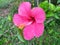 Hibiscus fragilis mandrinette thailand flower red beatifull