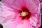 Hibiscus is a genus of flowering plants in the mallow family, Malvaceae. It is quite large, containing several hundred species tha