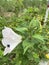 Hibiscus grandiflorus