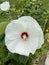 Hibiscus grandiflorus