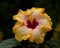 Hibiscus ` Hawaii Surf `