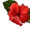 Hibiscus isolated