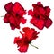 Hibiscus. Karkade. Hibiscus flower. Hibiscus flower isolated on