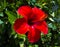 Hibiscus. Karkade. Hibiscus flower. Red hibiscus flower on a green background. In the tropical garden.