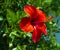 Hibiscus. Karkade. Hibiscus flower. Red hibiscus flower on a green background. In the tropical garden.