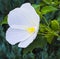 Hibiscus. Karkade. Hibiscus flower. white hibiscus flower on a g