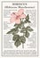 Hibiscus, mallow. Beautiful nature blooming realistic garden flowers. Vintage card. Frame label. Drawing engraving Vector