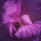 Hibiscus Moody - Beautiful Flower