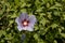 Hibiscus mutabilis bathing in the sun