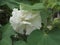 Hibiscus mutabilis or Cotton rosemallow flower.