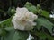 Hibiscus mutabilis or Cotton rosemallow flower.
