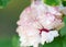 Hibiscus Mutabilis pink soft frilly flower background