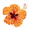 Hibiscus orange flower. Tropical exotic Hawaii plant isolated.