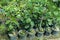 Hibiscus ornamental small plants in a plastic pots