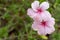 Hibiscus Pink on the tree.