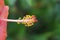 Hibiscus pistil with stigma and stamen close up