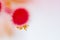 Hibiscus Pollen Close-Up